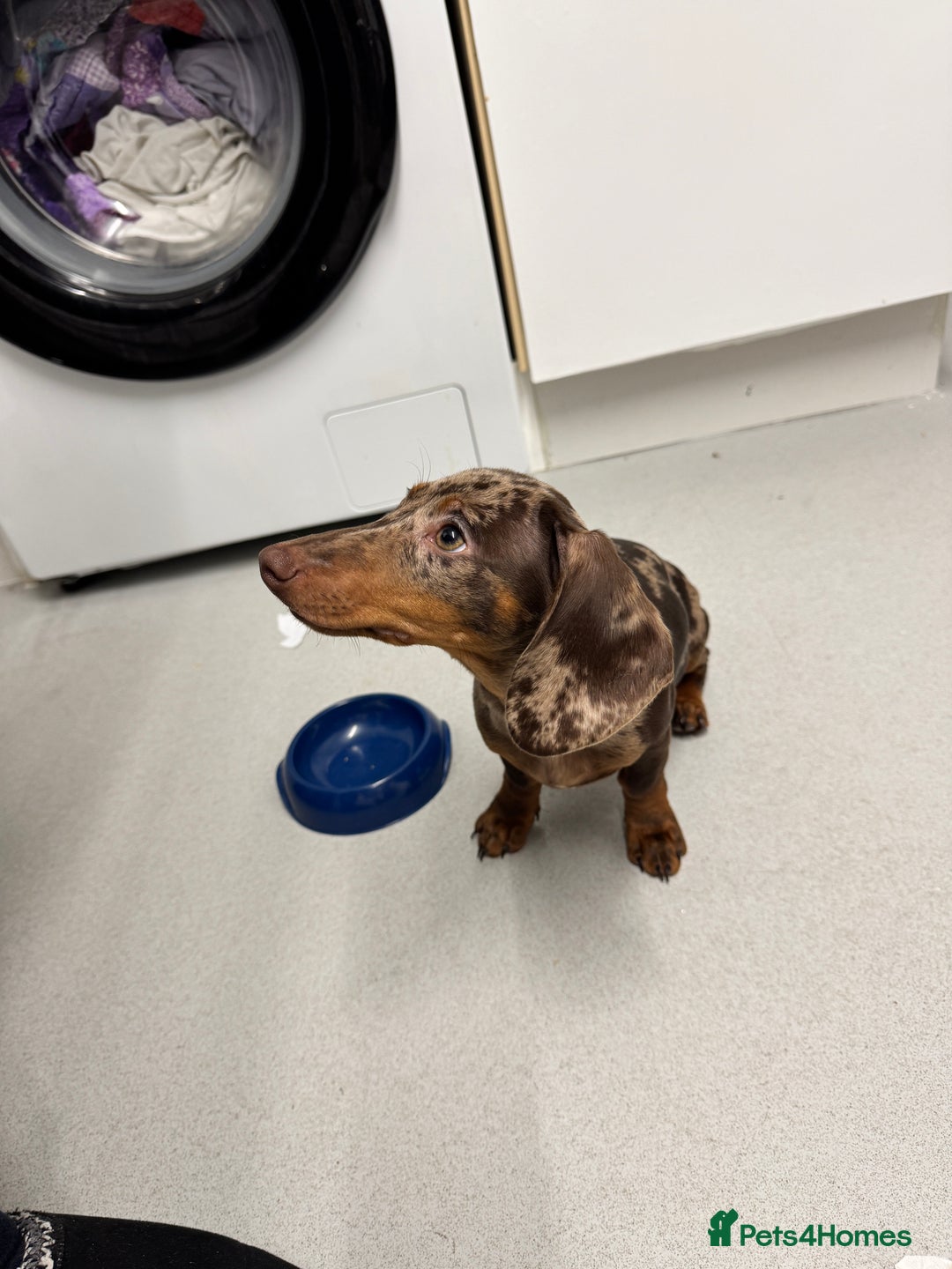 Miniature Dachshund dogs for sale: Maple and Poppy miniature Dachshund  - Advert 4