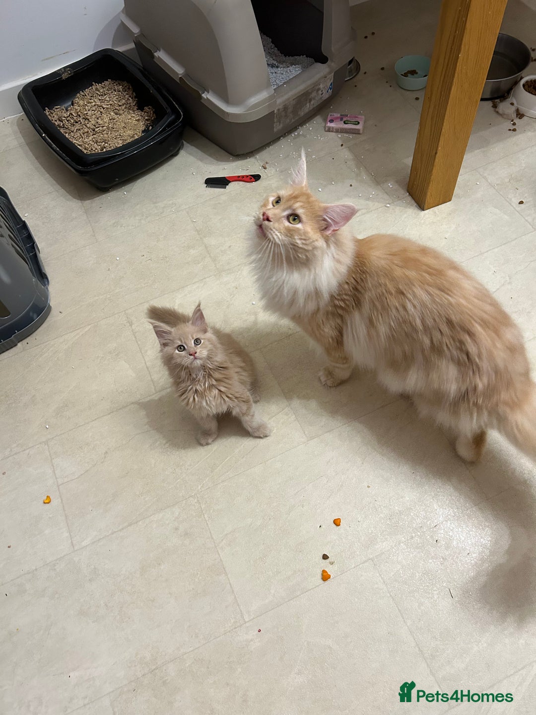 Maine Coon cats for sale: Active Maine Coon Stud for sale - Advert 14