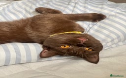 British Shorthair cats for sale: 🐾 Purebred British Shorthair Female Solid Choco - Image 6