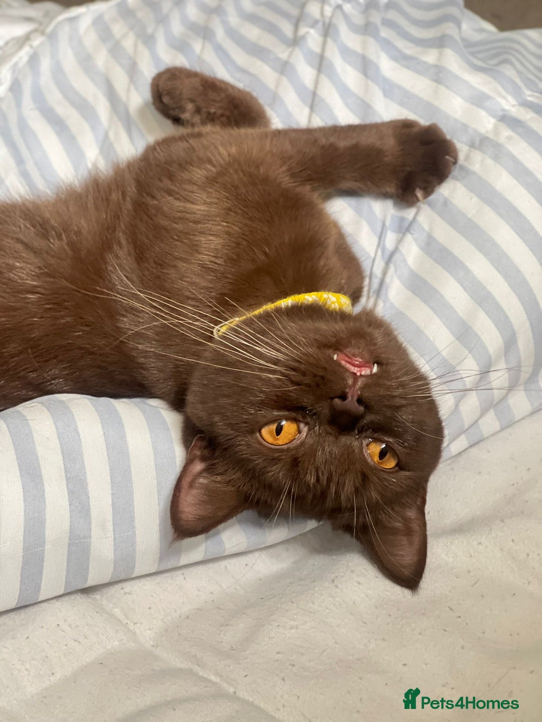 British Shorthair cats for sale: 🐾 Purebred British Shorthair Female Solid Choco - Image 6