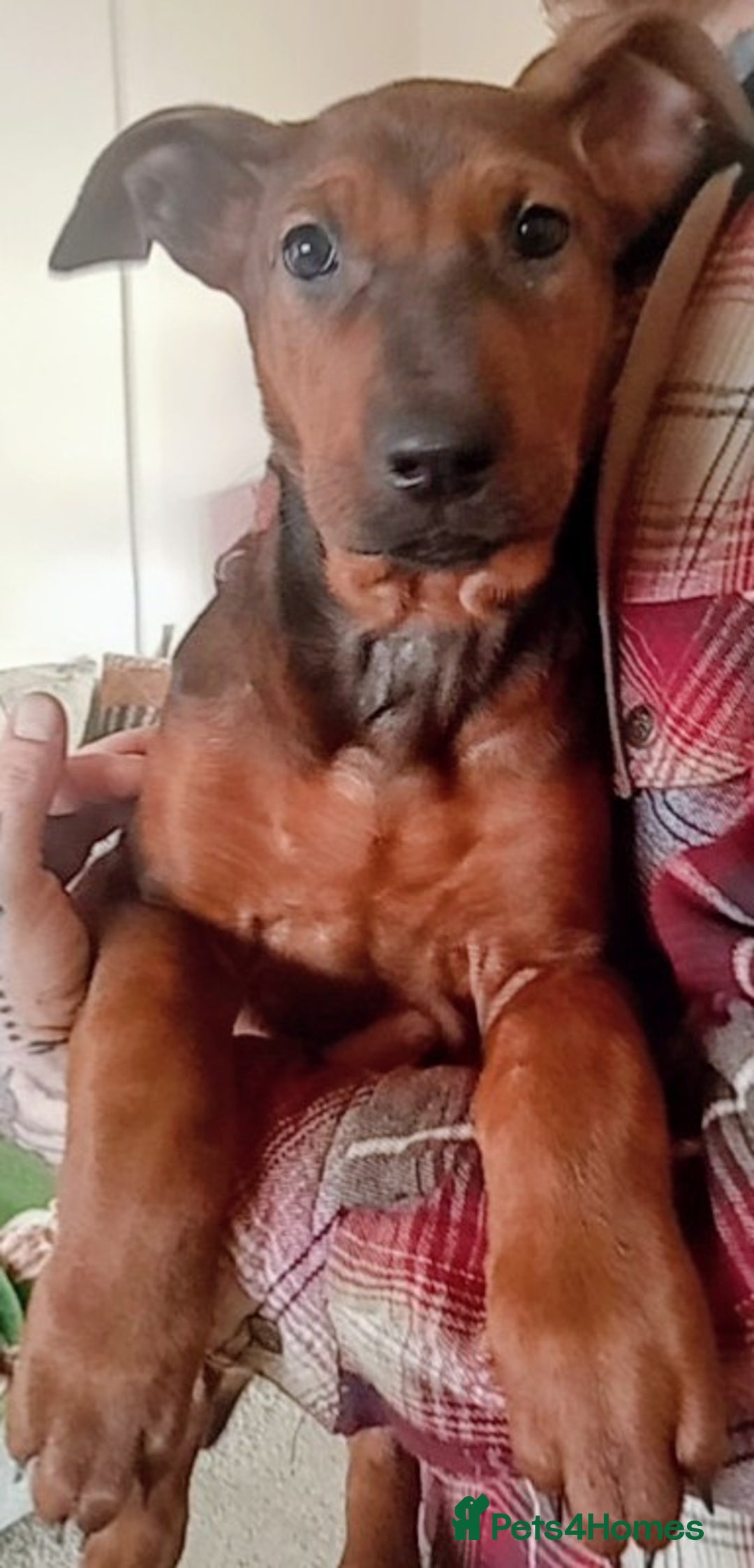 Chinese Red Dog dogs for sale: Chinese red dogs - Advert 4