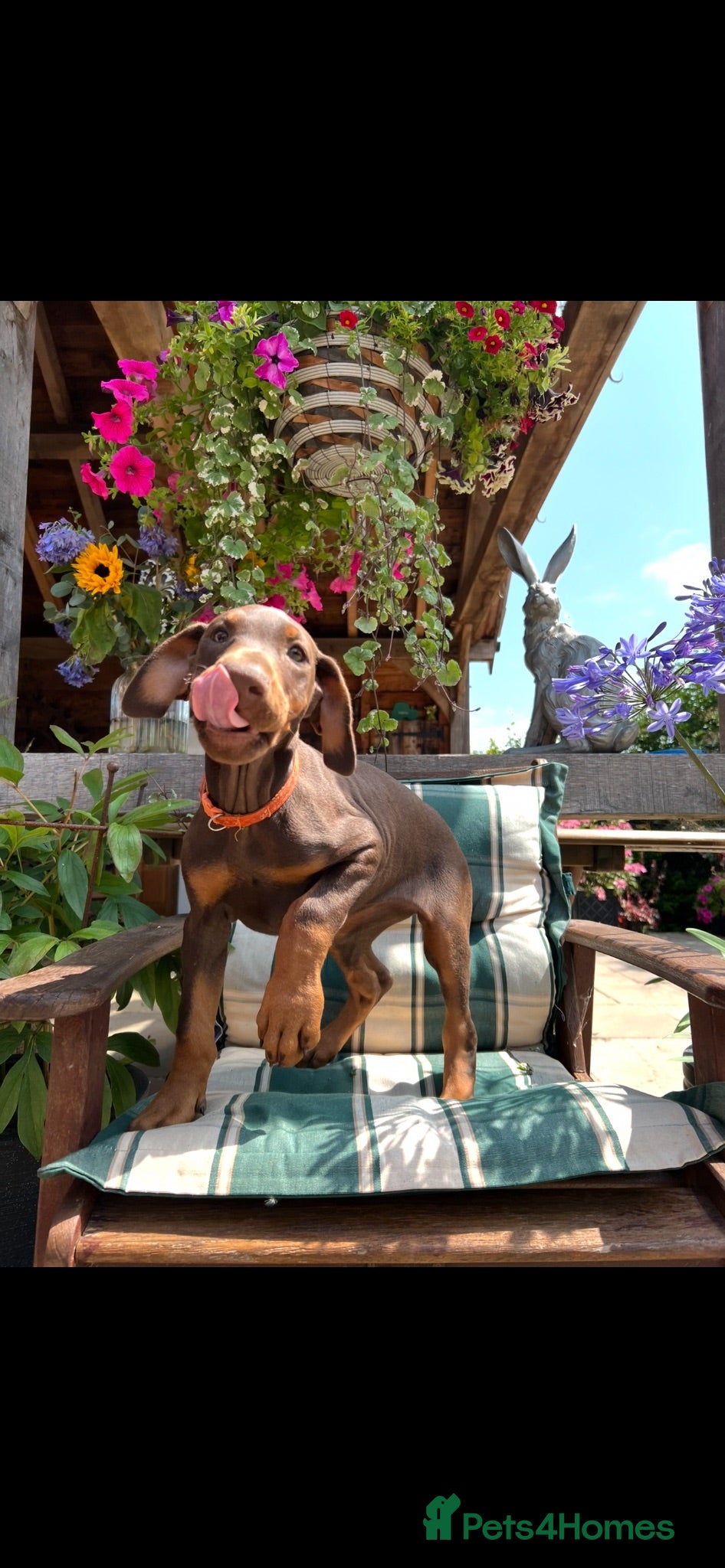 Dobermann dogs health tested Kc Reg dobermann puppies - Advert 1