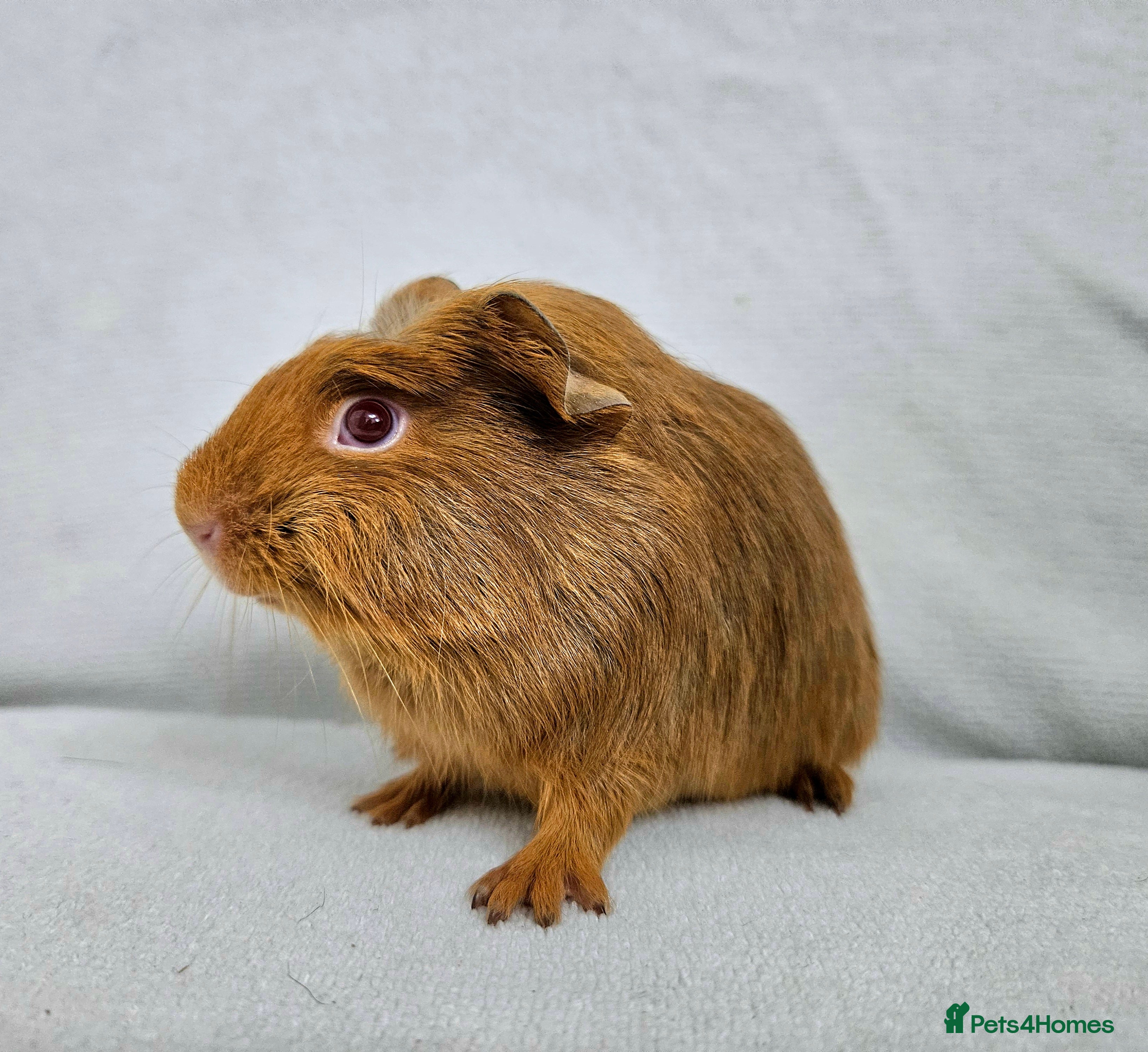 Guinea Pig rodents 1 girl Ready to leave  - Advert 2