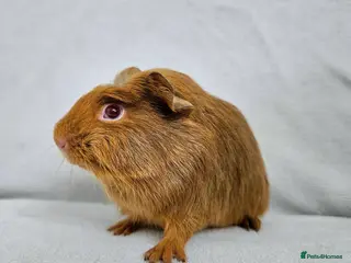 Guinea Pig rodents 1 girl Ready to leave - Advert 8