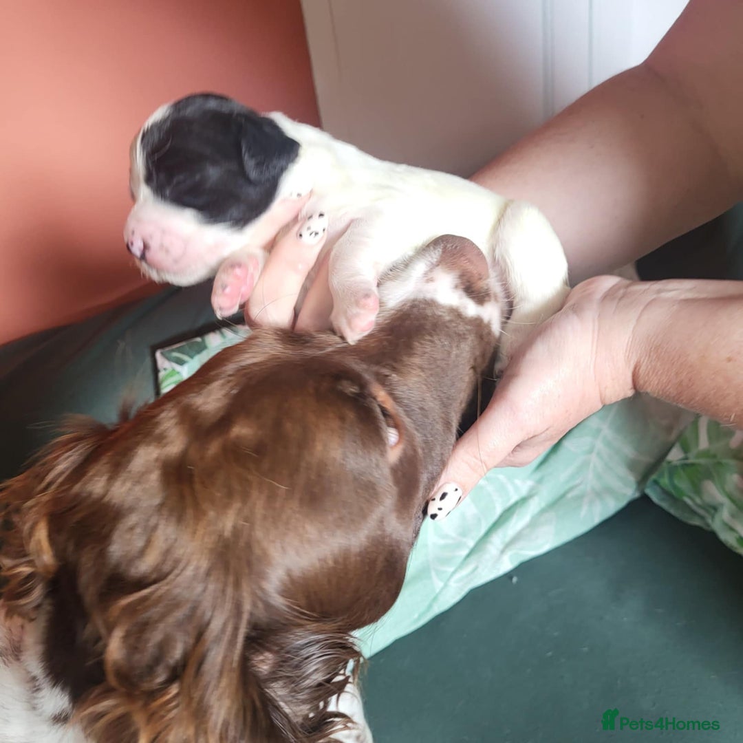 Sprocker dogs for sale: Adorable Chunky Sprocker Spaniel Pups - Image 17