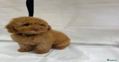 Cockapoo dogs - Advert 13