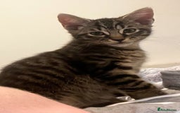 Mixed Breed cats for sale: Adorable Black🐈‍⬛ and Tabby🐈kittens😍 both £200 in Waltham Cross - Image 8