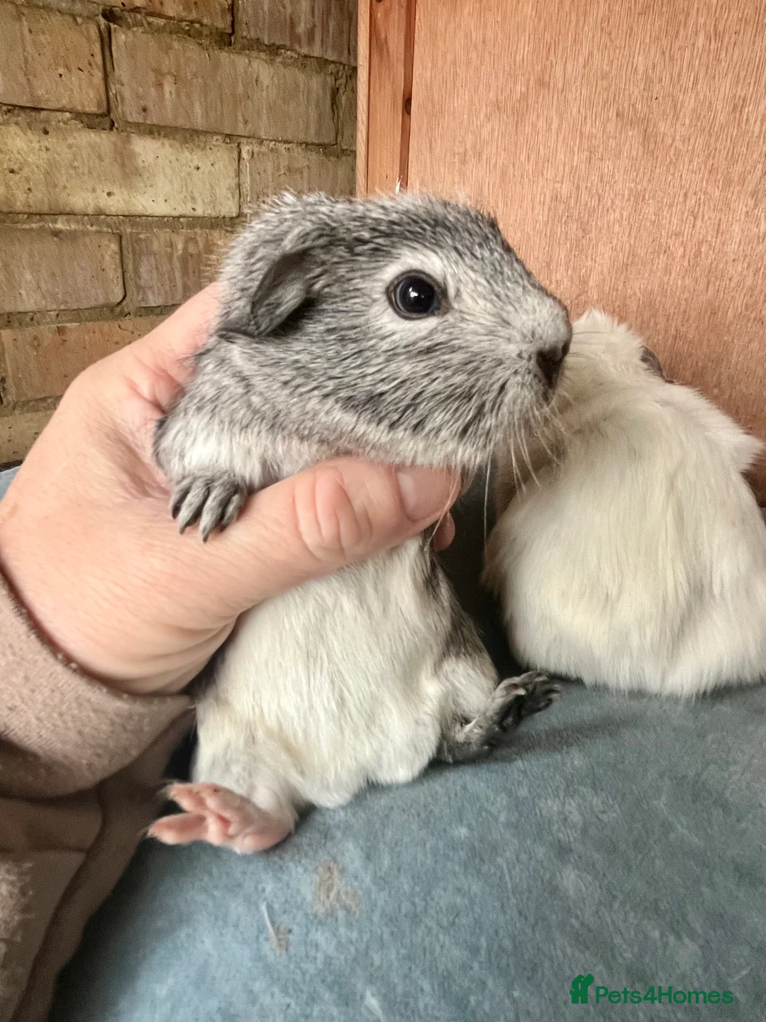 Guinea Pig rodents for sale: Guinea pig babies and young adults available  - Advert 7