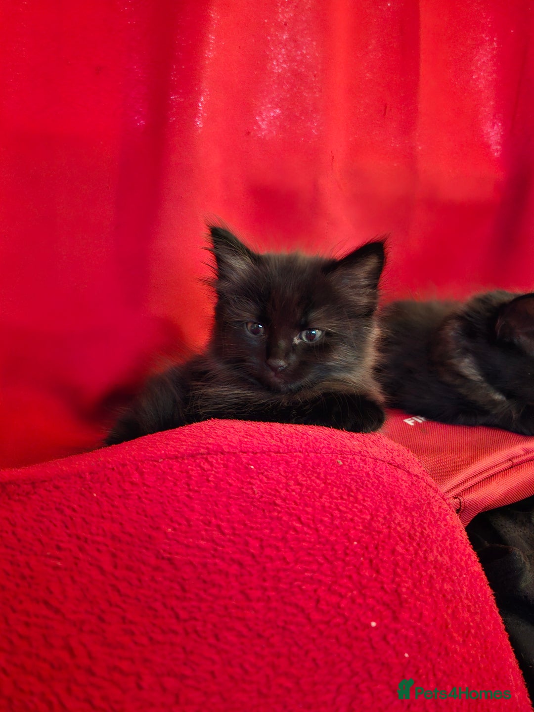 British Longhair cats for sale: 8 kittens for sale - Image 4