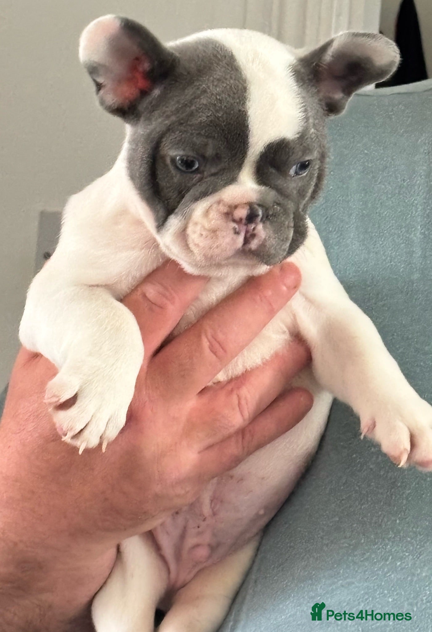 French Bulldog dogs LAST Beatiful Pied French Bulldog Boy  - Advert 1
