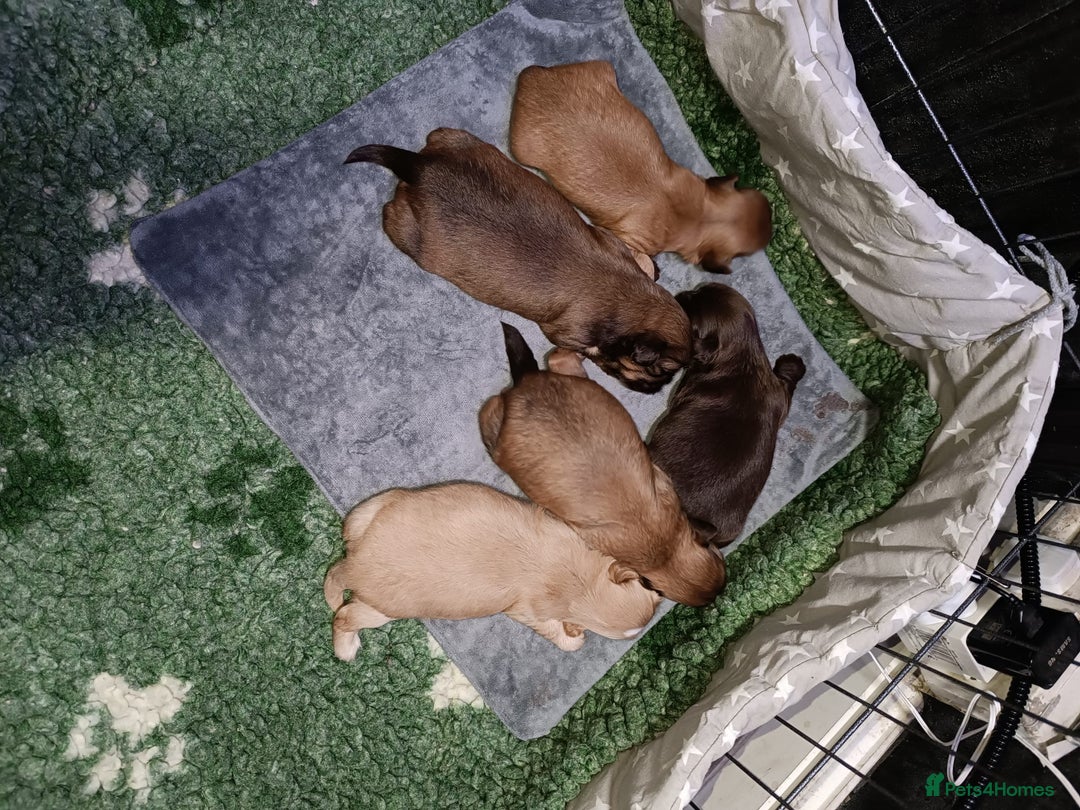 Shih Tzu dogs for sale: Imperial shih-tzus - Advert 1