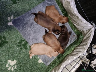 Shih Tzu dogs Imperial shih-tzus - Advert 5