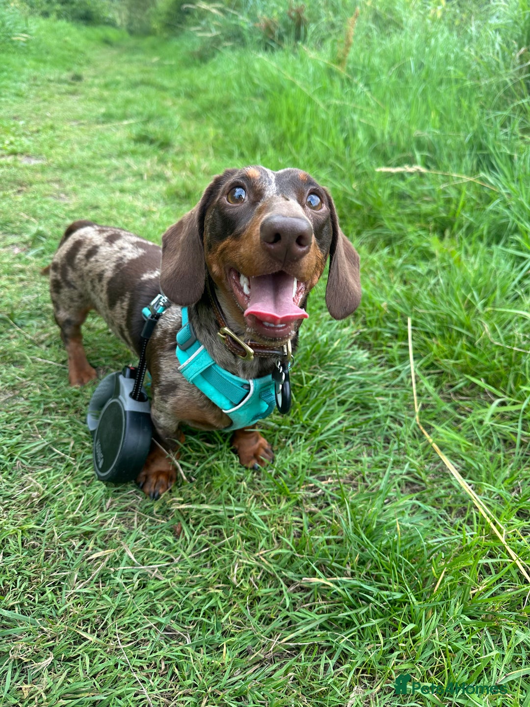 Miniature Dachshund dogs for sale: Otto  - Advert 4