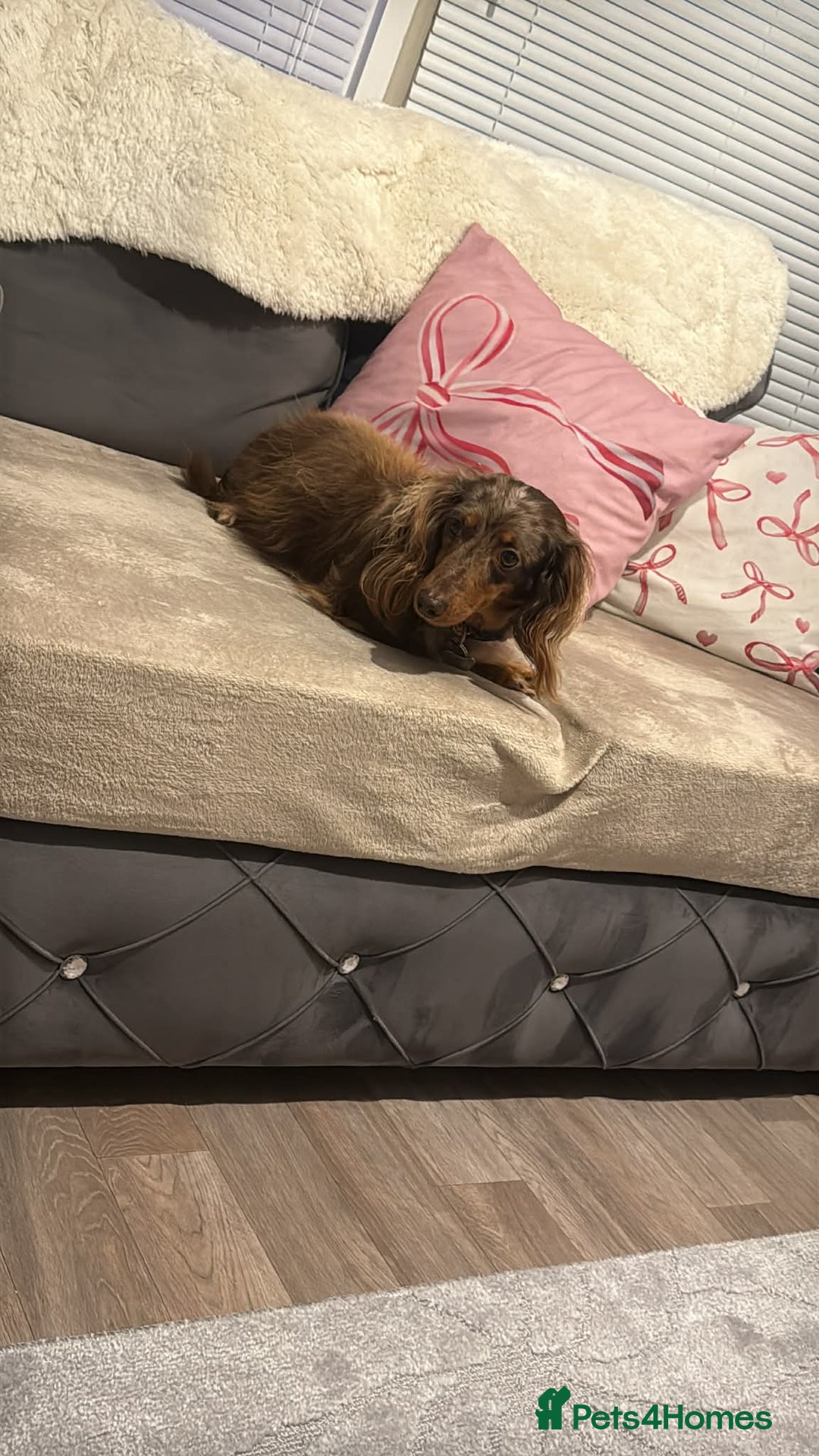 Miniature Dachshund dogs for sale: Female chocolate silver dapple long haired  - Advert 6