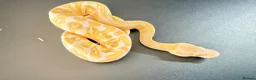 Python Snake reptiles for sale: 0.1 GHI Leo Candy 66% het Pied  - Advert 11