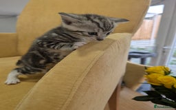 British Shorthair cats for sale: 4 beautiful Kittens available  - Image 5