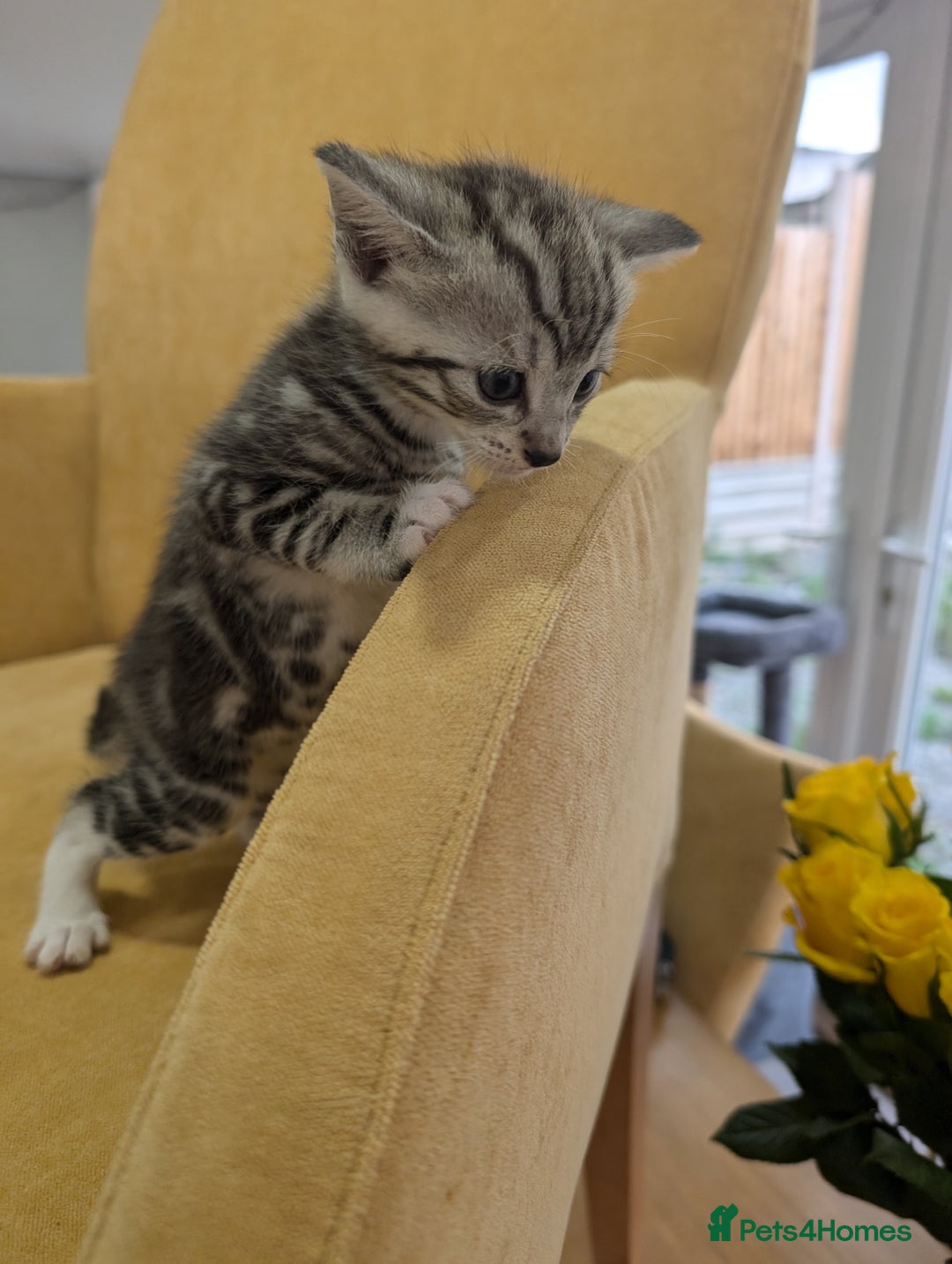 British Shorthair cats for sale: 4 beautiful Kittens available  - Image 5