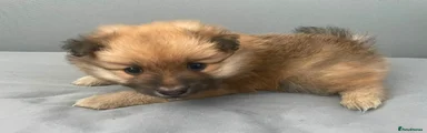 Pomeranian 1