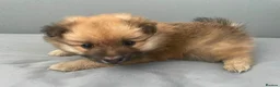 Pomeranian dogs for sale: Pomeranian puppies for sale  - Advert 11