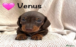 Miniature Dachshund dogs for sale: 8 MINIATURE DACHSHUNDS - Advert 28