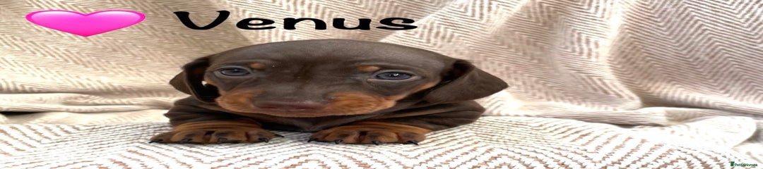 Miniature Dachshund Puppy 8 - Venus