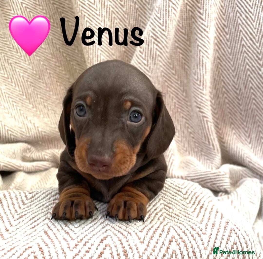 Miniature Dachshund dogs for sale: 8 MINIATURE DACHSHUNDS - Advert 28
