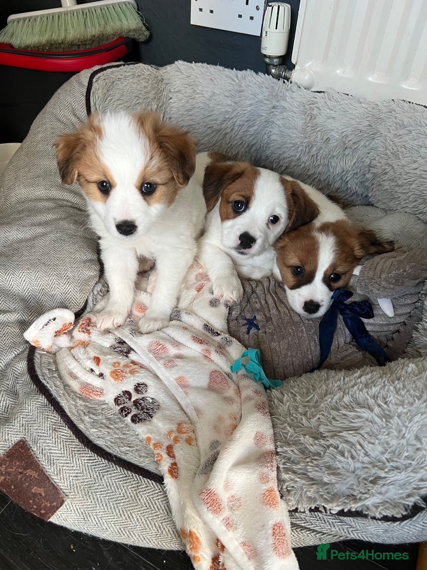 Mixed Breed dogs Cavapom cross puppies - Advert 1