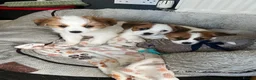 Mixed Breed dogs for sale: Cavapom cross puppies in Hinckley - Advert 1