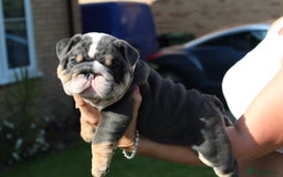 English Bulldog dogs for sale: *REDUCED* English Bulldog Puppies - Image 19