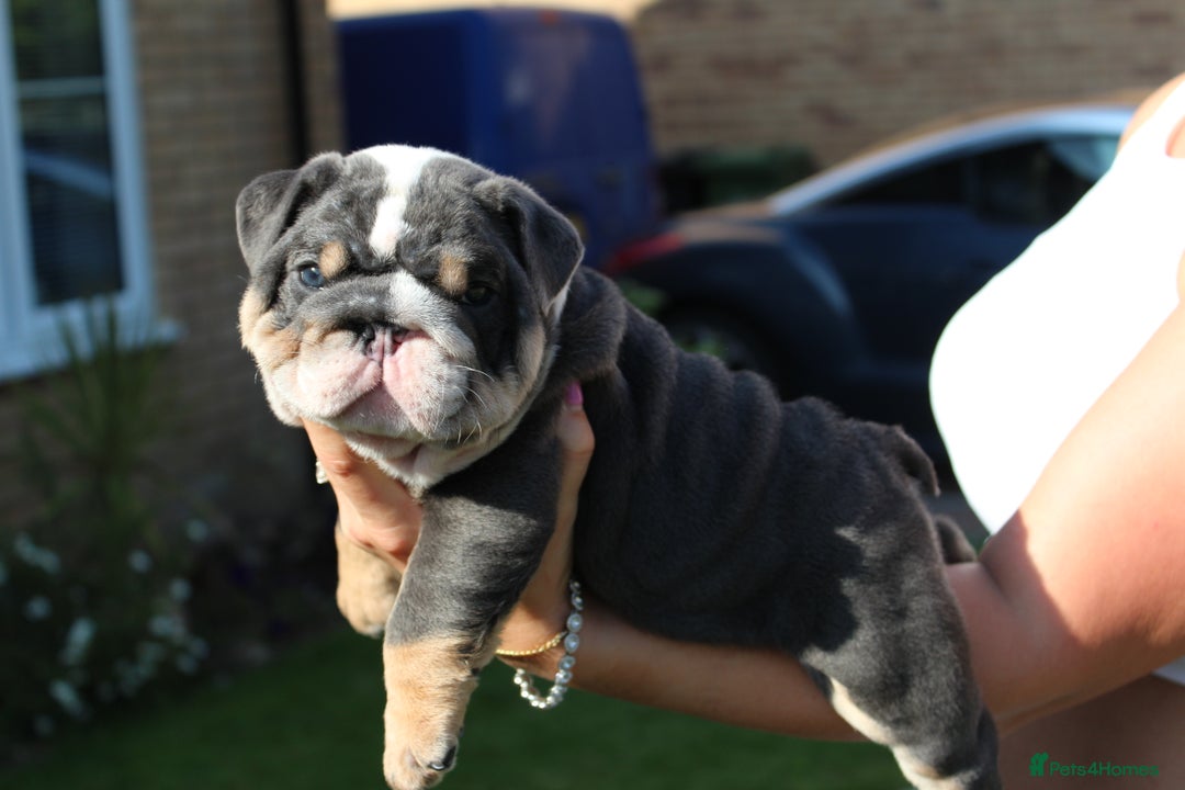 English Bulldog dogs for sale: *REDUCED* English Bulldog Puppies - Image 19
