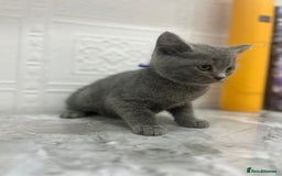 Russian Blue cats for sale: Russian Blu/British Blu - Image 17