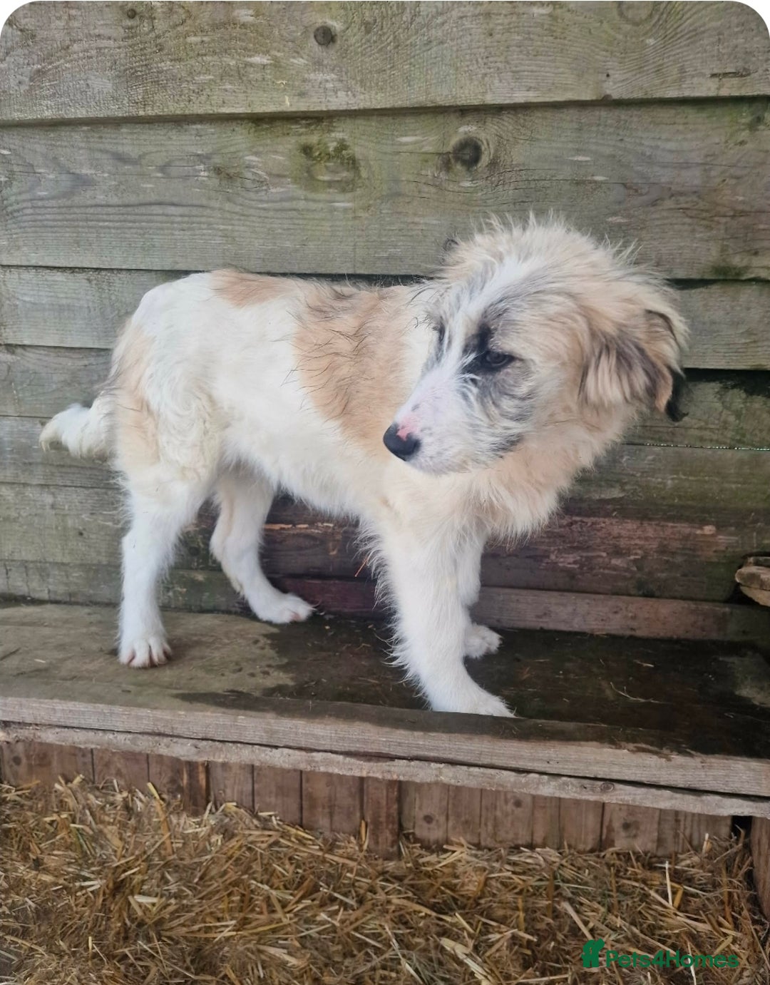 Mixed Breed dogs for adoption: MACARENA ( FOSTER TO ADOPT) - Advert 5
