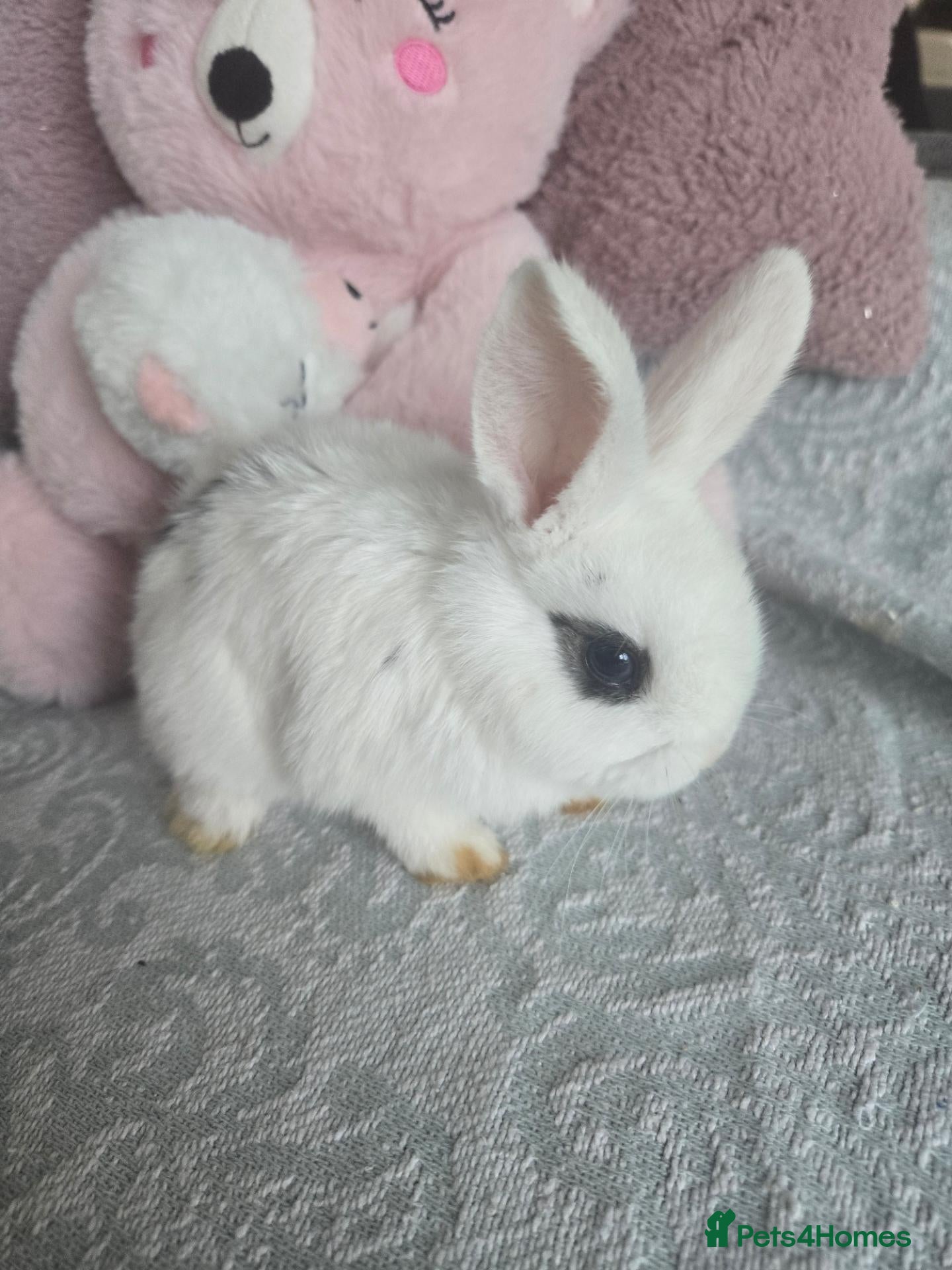 Mini Lion Lop rabbits Friendly blue eyes Double mane lion lops.  - Advert 1