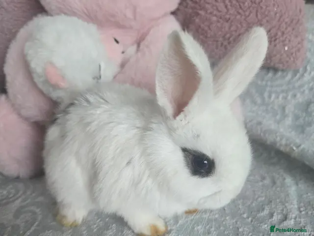 Mini Lion Lop rabbits Friendly blue eyes Double mane lion lops. - Advert 1