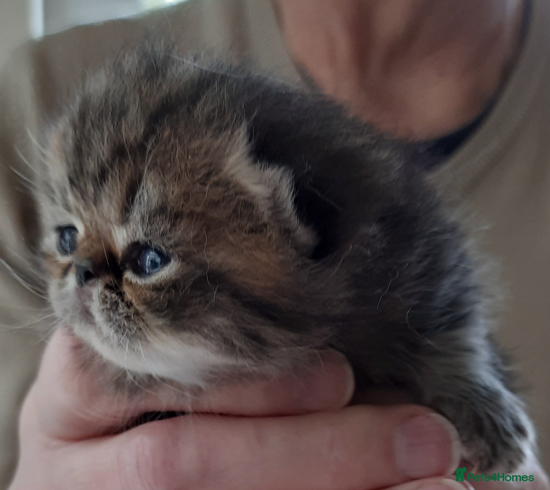 Persian cats GCCF Registered 3 Persian and 2 Exotic kittens - Advert 8