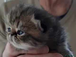 Persian cats GCCF Registered 3 Persian and 2 Exotic kittens - Advert 8