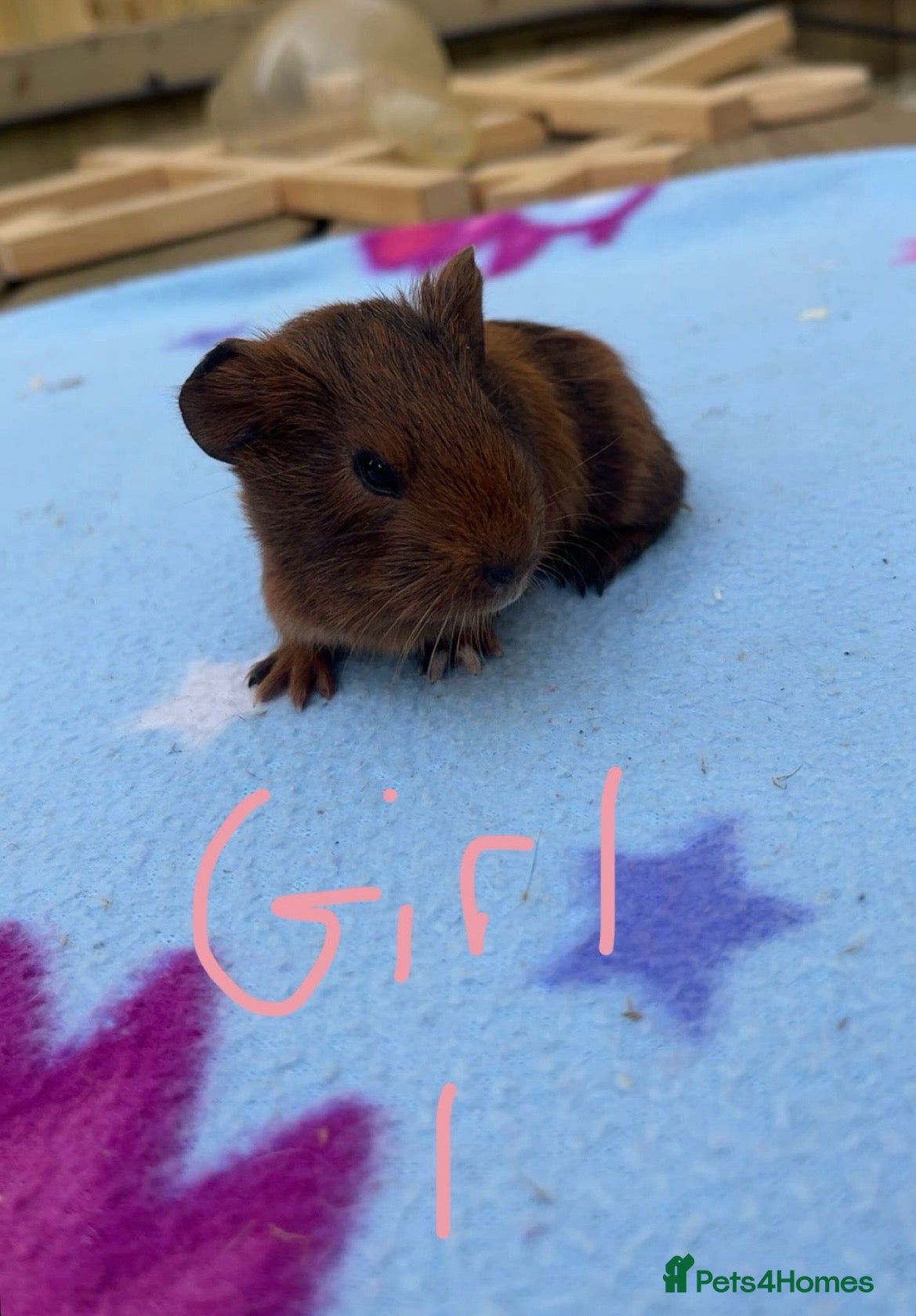 Guinea Pig rodents BABY GUINEA PIGS  - Advert 9