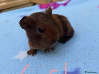 Guinea Pig rodents BABY GUINEA PIGS - Advert 9