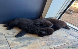Chow Chow dogs for sale:  🐾 LAST TWO Ready to go STUNNING GIRL chow chows* - Image 12
