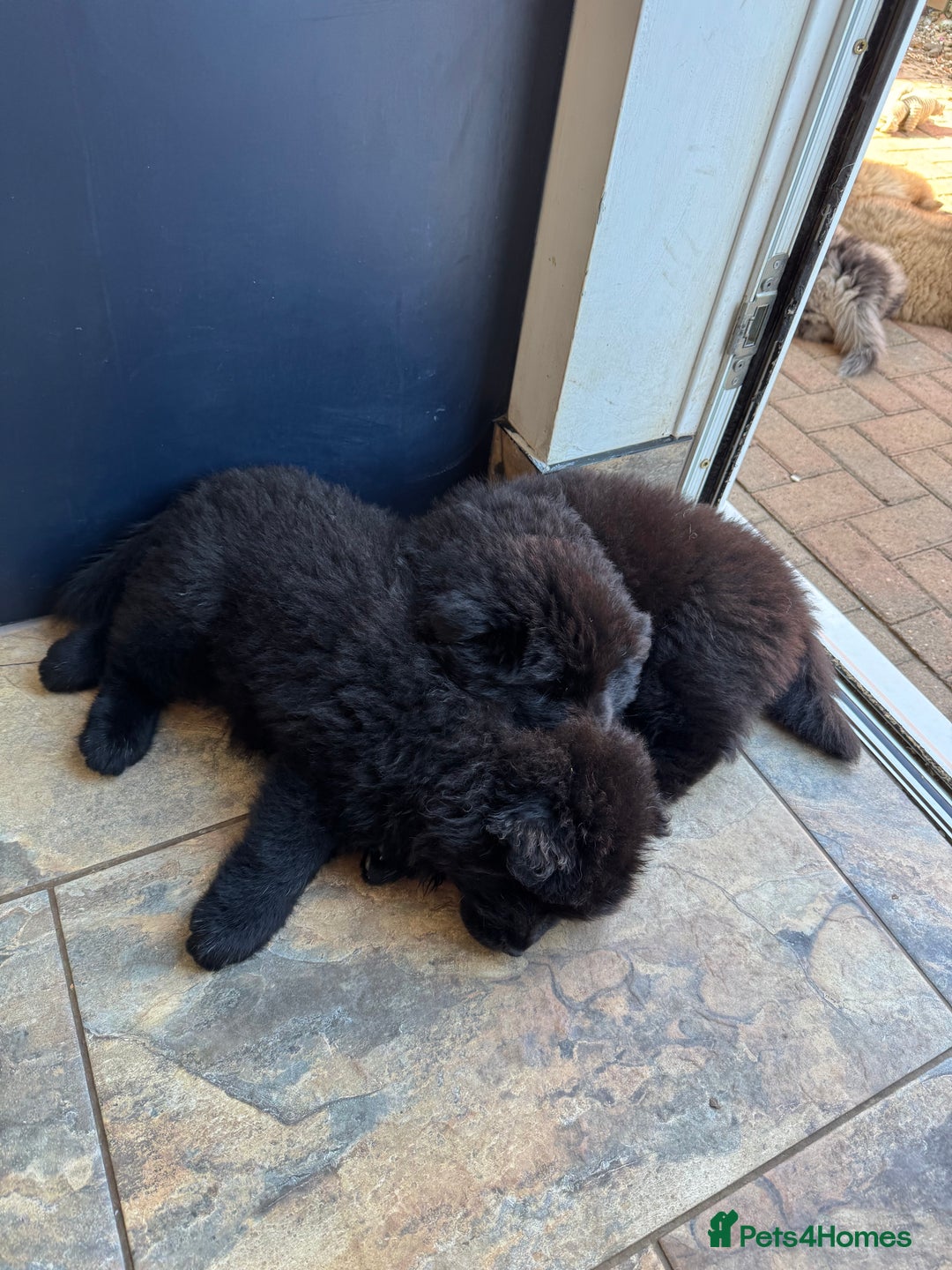 Chow Chow dogs for sale:  🐾 LAST TWO Ready to go STUNNING GIRL chow chows* - Image 12