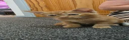 Mixed Breed cats for sale: 1 ginger 2 black kittens - Advert 6