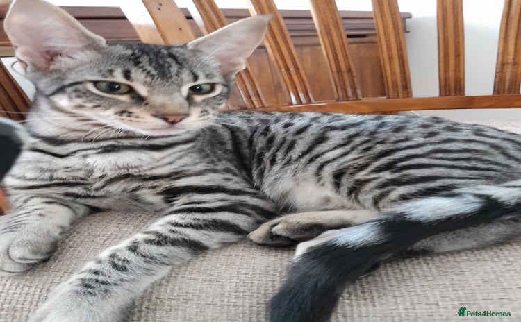 Savannah cats - Advert 3