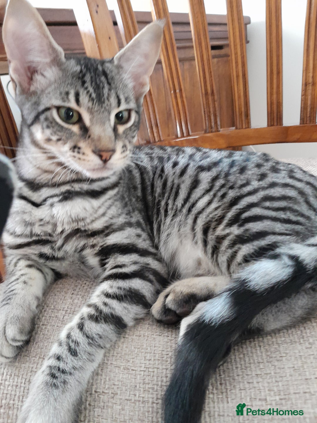 Savannah cats for sale: Full Pedigree TICA reg Savannah Girl Kitten - Image 1