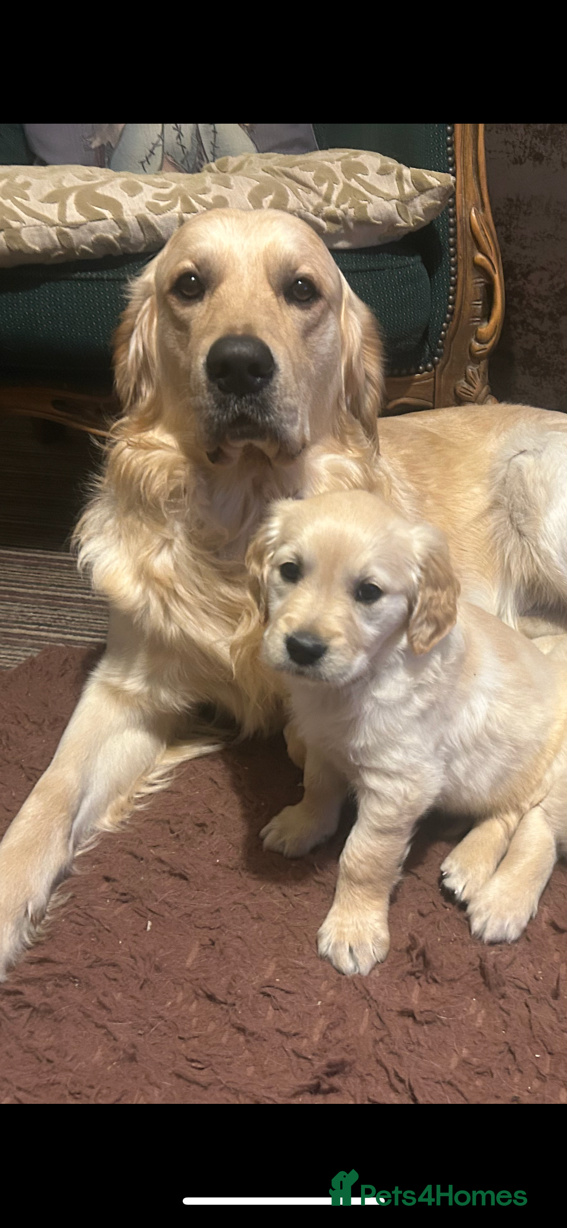 Golden Retriever dogs Pure breed, show line, ready 23/12/25  - Advert 1