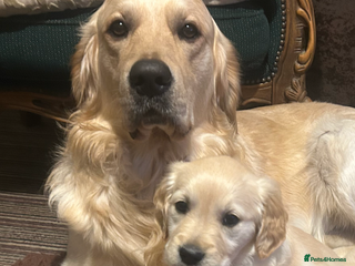 Golden Retriever dogs Pure breed, show line, ready 23/12/25 - Advert 1