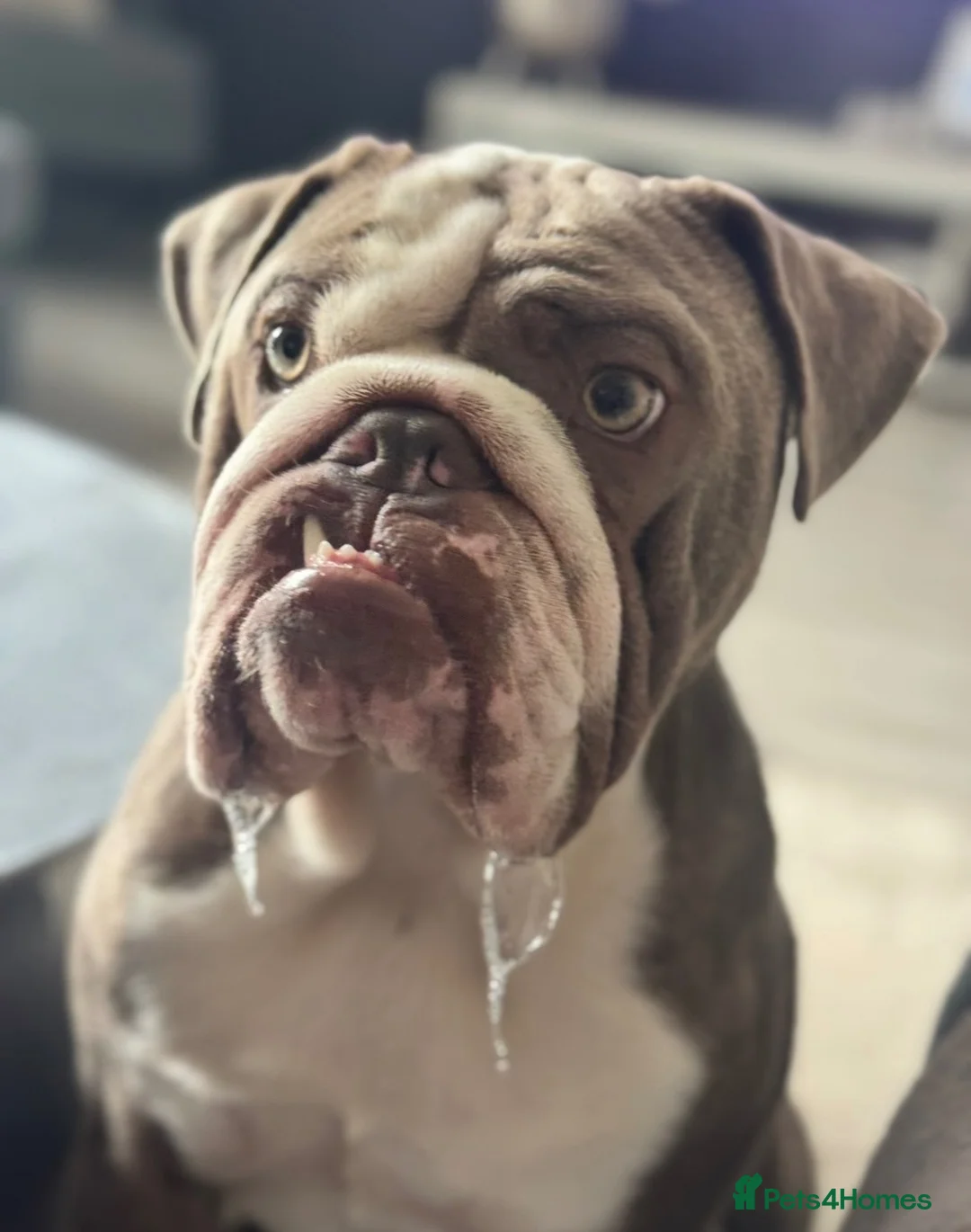 English Bulldog dogs for sale: Bruno  - Advert 2