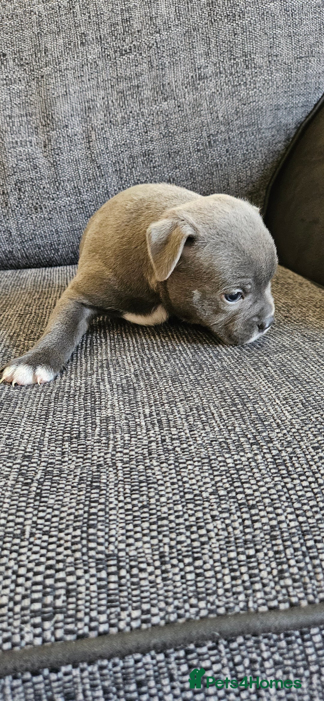 Staffordshire Bull Terrier dogs for sale: Blue&white and white&blue staffie pups - Image 7