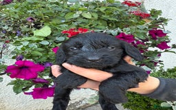 Cockapoo dogs for sale: Ready now Cracking F1 Cockapoos - Image 9