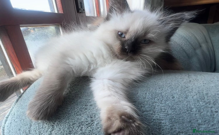 Siberian cats in Newport Pagnell - Advert 1