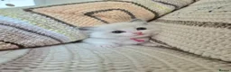 Ragdoll cats for sale: Ragdoll kittens looking for their forever home - Advert 15